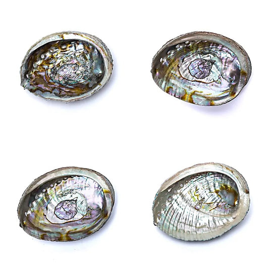 Abalone Smudge Shell | Green Abalone (M) | Amstercharmed
