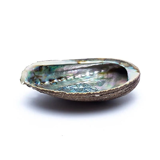 Abalone Smudge Shell | Green Abalone (M) | Amstercharmed