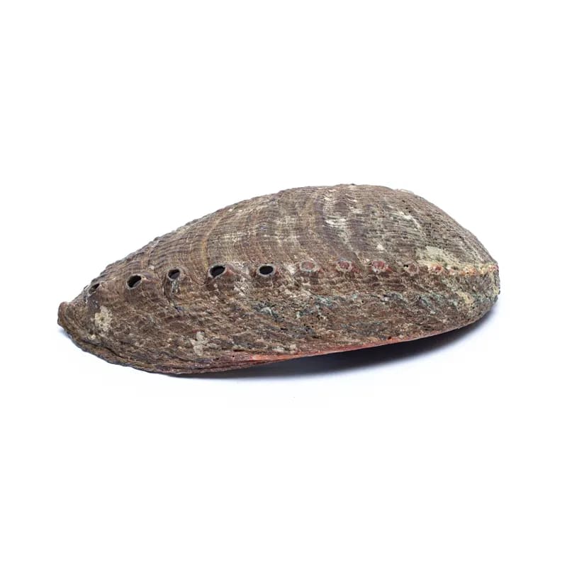 Abalone Smudge Schelp | Groene Abalone (M) | Amstercharmed