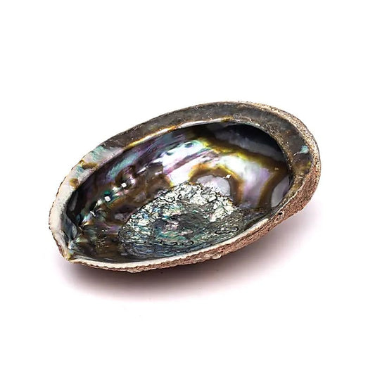 Abalone Smudge Shell | Green Abalone (L) | Amstercharmed