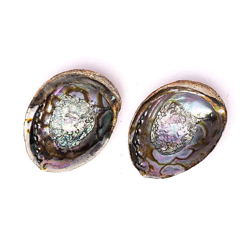 Abalone Smudge Schelp | Groene Abalone (L) | Amstercharmed